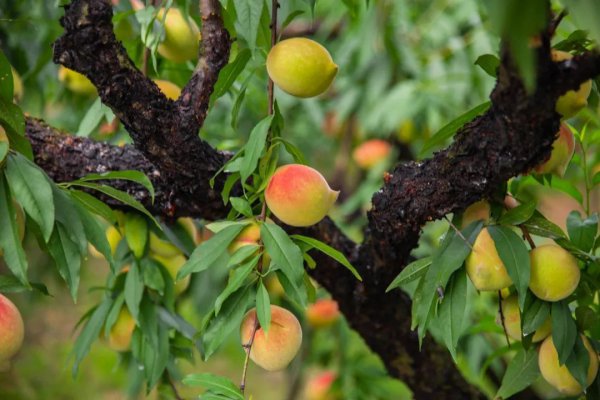 连州鹰嘴桃来袭|高昂蜜香，咬一口，便紧紧“钩”住你的心！