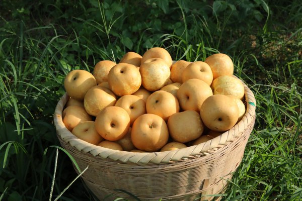 高温生涯指南→连州水晶梨上市啦，一口清甜击溃炽热！